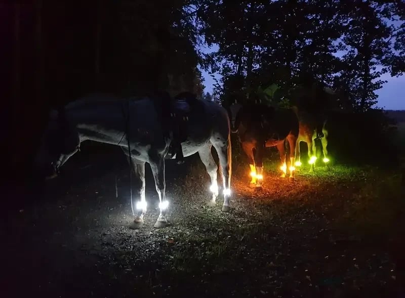 🐎 LED-benremmar för hästar – 4-pack | Säkerhetslampor för nattridning som ser ut som uppladdningsbara ✨